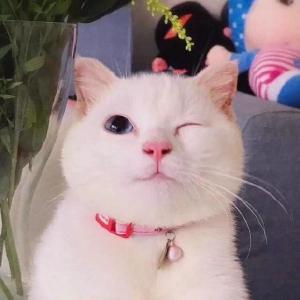 猫咪头像表情 超搞笑沙雕猫咪头像合集