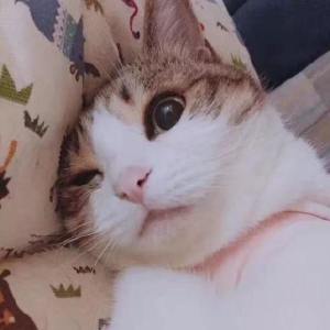 猫咪头像表情 超搞笑沙雕猫咪头像合集