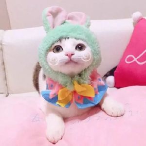 可爱猫咪头像精选（情侣）