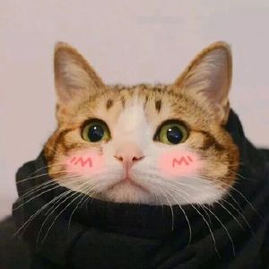 可爱猫咪头像精选（情侣）