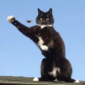 可爱猫咪头像精选（情侣）