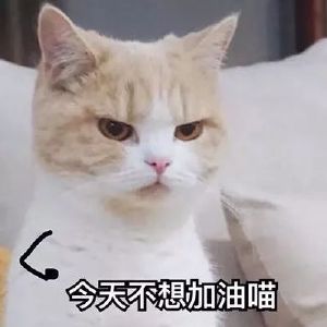 可爱猫咪头像精选（情侣）