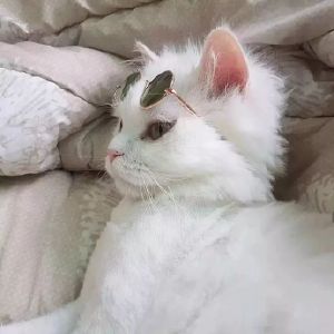 可爱猫咪头像精选（情侣）