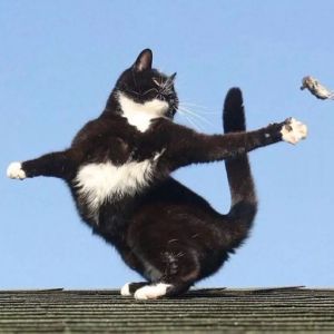 可爱猫咪头像精选（情侣）