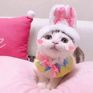 可爱猫咪头像精选（情侣）