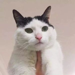 可爱猫咪头像精选（情侣）