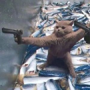 可爱猫咪头像精选（情侣）