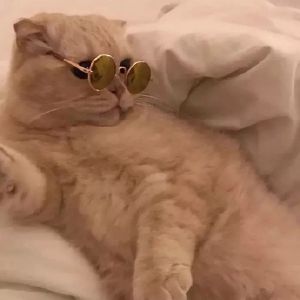 可爱猫咪头像精选（情侣）