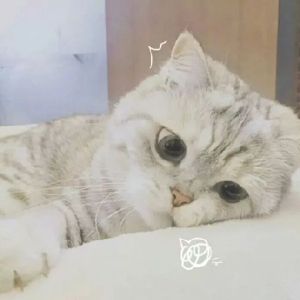 可爱猫咪头像精选（情侣）
