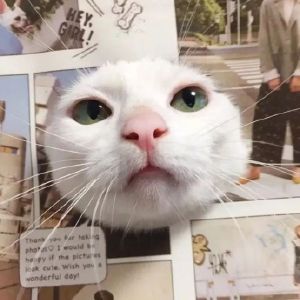 可爱猫咪头像精选（情侣）