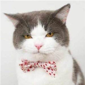 超可爱猫咪情侣头像 你见过这么萌的情头吗？