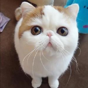 超可爱猫咪头像 萌萌哒宠物头像
