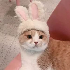 超可爱猫咪情侣头像 你见过这么萌的情头吗？