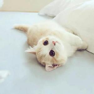 超可爱猫咪头像 萌萌哒宠物头像