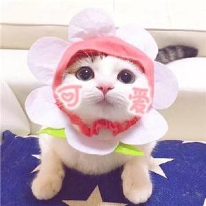 超可爱猫咪情侣头像 你见过这么萌的情头吗？