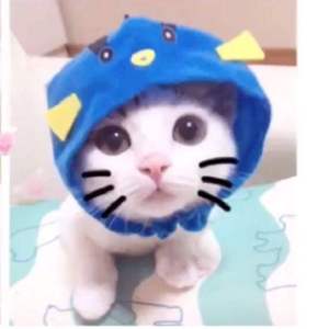 超可爱猫咪头像 萌萌哒宠物头像