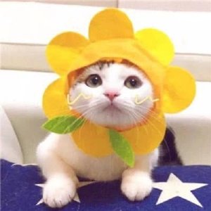超可爱猫咪情侣头像 你见过这么萌的情头吗？