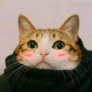 超可爱猫咪情侣头像 你见过这么萌的情头吗？