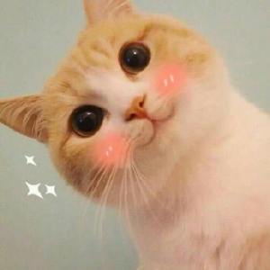 超可爱猫咪头像 萌萌哒宠物头像