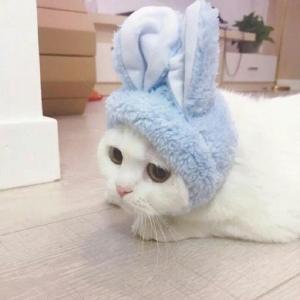 超可爱猫咪情侣头像 你见过这么萌的情头吗？
