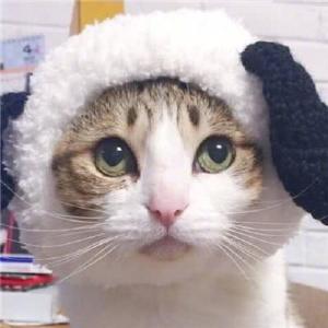 超可爱猫咪头像 萌萌哒宠物头像