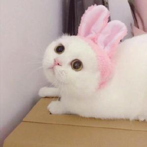 超可爱猫咪情侣头像 你见过这么萌的情头吗？
