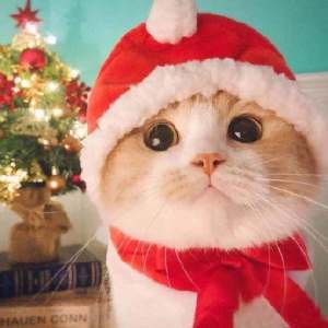 超可爱猫咪情侣头像 你见过这么萌的情头吗？