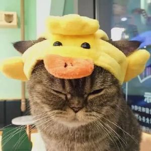 超可爱猫咪情侣头像 你见过这么萌的情头吗？