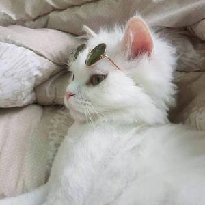超可爱猫咪头像 萌萌哒宠物头像