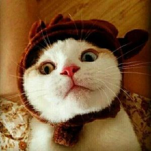 超可爱猫咪情侣头像 你见过这么萌的情头吗？