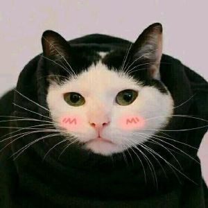 超可爱猫咪情侣头像 你见过这么萌的情头吗？