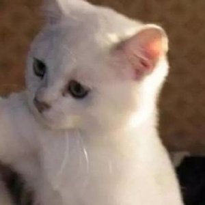 超可爱猫咪头像 萌萌哒宠物头像