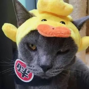 超可爱猫咪情侣头像 你见过这么萌的情头吗？