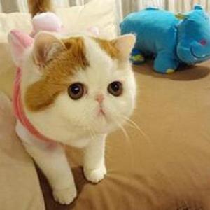 超可爱猫咪头像 萌萌哒宠物头像