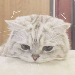 超可爱猫咪头像 萌萌哒宠物头像