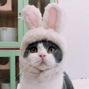 超可爱猫咪情侣头像 你见过这么萌的情头吗？