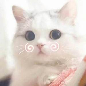 超可爱猫咪头像 萌萌哒宠物头像