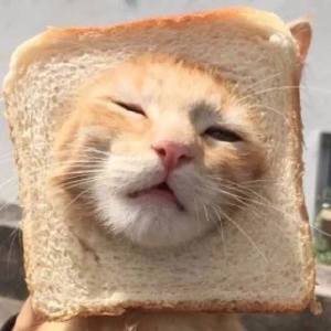 猫咪头像表情 超搞笑沙雕猫咪头像合集