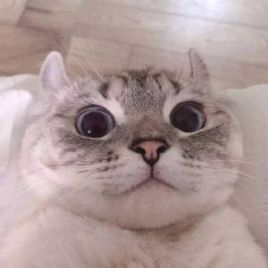 猫咪头像表情 超搞笑沙雕猫咪头像合集