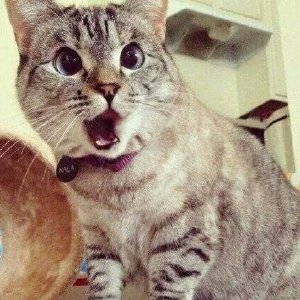 猫咪头像表情 超搞笑沙雕猫咪头像合集
